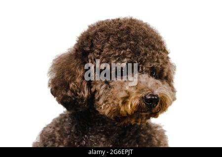 Foto ritratto di un adorabile cane giocattolo nero Poodle su sfondo bianco. Foto Stock