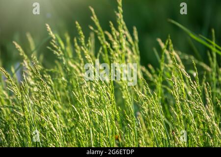 Vista del concetto di giardino erba utilizzato per la realizzazione di pavimenti verdi, prato per l'allenamento campo da calcio, campi da golf erba campo verde prato motivo textured backgrou Foto Stock