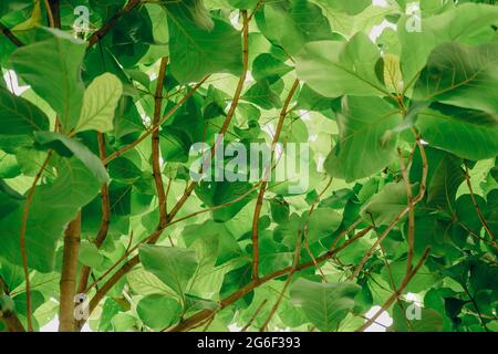 Foglie di teak (Tectona grandis L.f.) con luce solare. Vista dal basso dell'albero. Natura sfondo. Foto Stock