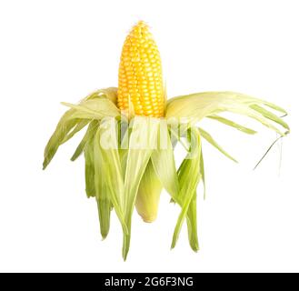 Orecchio di mais dolce in buccia su sfondo bianco, isolare. Mais naturale, agricoltura, labirinto Foto Stock