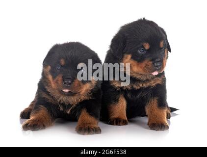 puppies rottweiler di fronte a sfondo bianco Foto Stock