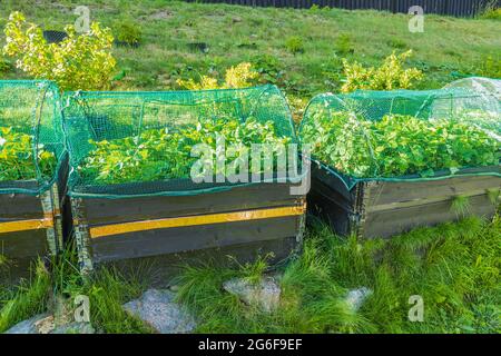 Piccolo giardino in pentole di plastica e collari per pallet. Vista delle piantine di fragole in collari per pallet con rete protetta da rete di uccelli. Svezia. Foto Stock