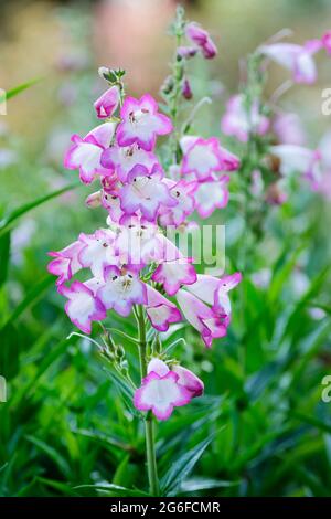 Fiori bicolore bianchi e rosa di Penstemon 'Pensham Laura'. Lingua della barba "Pensham Laura" Foto Stock