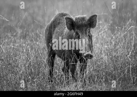 Cinghiale indiano o maiale andamanese o di Moupin una sottospecie di cinghiale in bianco e nero al parco nazionale di ranthambore o riserva di tigre rajasthan india - S Foto Stock