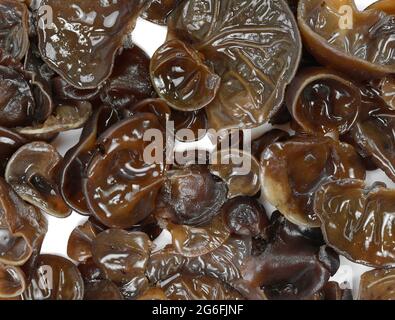 Orecchio giudei (orecchio di legno, auricularia auricula, Hirneola polytricha, orecchio di gelatina, pepeao, Orecchio di Judas), isolato su bianco. Usato nella medicina popolare Foto Stock