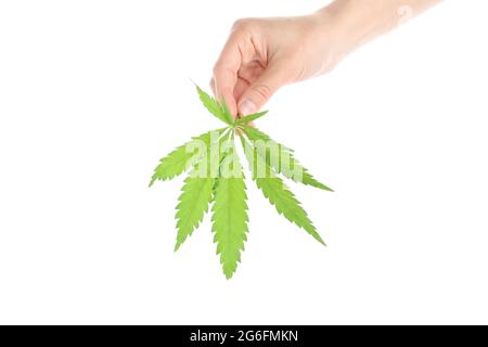 La mano femminile tiene la foglia di cannabis, isolata su sfondo bianco Foto Stock