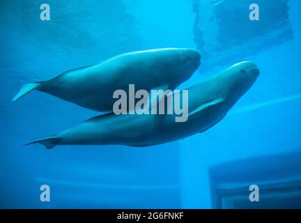 (210706) -- WUHAN, 6 luglio 2021 (Xinhua) -- Yangtze porpoise senza fine YC nuota con la madre in acqua presso l'Istituto di idrobiologia (IHB) dell'Accademia cinese delle scienze a Wuhan, provincia di Hubei, Cina centrale, 5 luglio 2021. Yangtze porpoise finless YYC vive con la madre all'IHB dell'Accademia Cinese delle Scienze di Wuhan. Il porpoise di un anno di Yangtze, conosciuto come "angelo mungente" a causa della sua bocca fissata in un granato permanente, è nato il 3 giugno 2020. La madre di YYC, Yangyang, di 14 anni, è stata trasferita dal lago di Poyang all'istituto grazie alla conservazione ex-situ a t Foto Stock