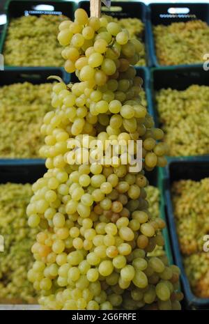 Uva. Uve gialle e senza semi. Un grappolo di uva. Foto Stock