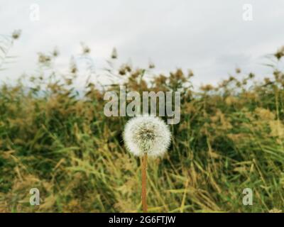 Dente di leone pianta, canne e cielo sullo sfondo. Foto Stock