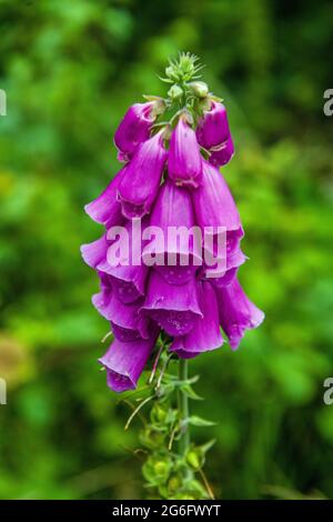 Primo piano di un Foxglove a Fforest Fawr, nella periferia settentrionale del Galles del Sud di Cardiff Foto Stock