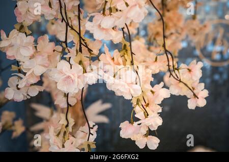 Albero in fiore durante la primavera naturale ciliegia fiore petali rosa fioritura su bella pianta. Foto Stock