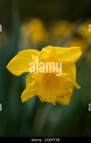 Narcissus Dutch Master giallo narcisolo fiore, famiglia: Amaryllidaceae, macro shot. Foto Stock