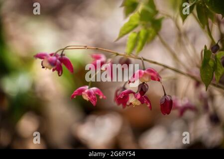 Epimedium Younga ROSEUM flowers, family: Berberidaceae, selective focus, shallow depth of field Foto Stock