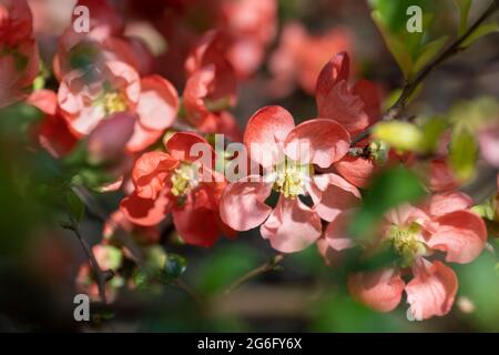 Chenomeles × superba 'Colour Trail' mela cotogna fiorente, famiglia: Rosaceae Foto Stock