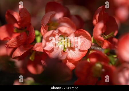 Chaenomeles × superba 'Color Trail' fiore di mela cotogna, famiglia: Rosaceae Foto Stock