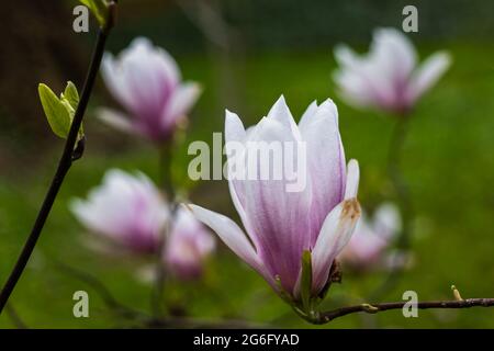 Magnolia x soulangeana Alexandrina fiore, famiglia: Magnoliaceae Foto Stock