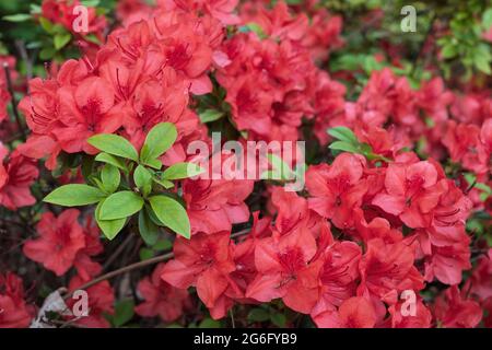 Rhododendron Evergreen Azalea Geisha Orange, Japanese Azaleas, family: Ericaceae Foto Stock