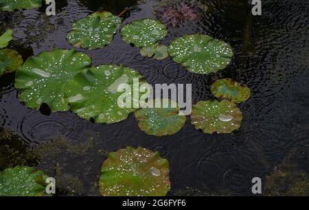 Chongqing, Chongqing, Cina. 6 luglio 2021. Il 5 luglio 2021, la pioggia leggera, un laghetto di loto accanto ad una fattoria nella città di Dingshi, Youyang Tujia e Miao Autonomous County, Chongqing City, lo stagno di loto piove, increspa, il loto non ha ancora aperto, e la libellula sta riposando sulla foglia di loto. La rana riparò dalla pioggia sotto la foglia di loto, e l'acqua cade sulla foglia di loto si condensò in poesia. Credit: SIPA Asia/ZUMA Wire/Alamy Live News Foto Stock