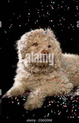 I confetti cadono sul cane su sfondo nero Foto Stock