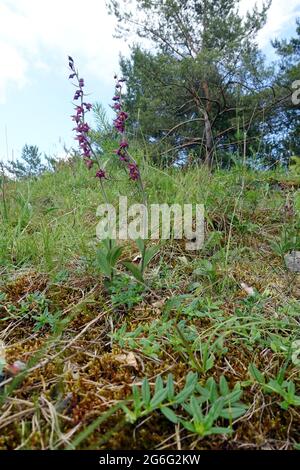 Braunrote Stendelwurz (Epipelactis atrorubens), Nettersheim, Nordrhein-Westfalen, Deutschland Foto Stock