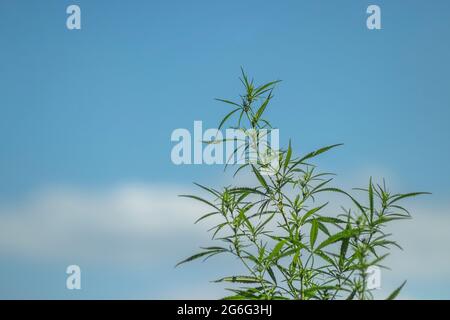 Parte superiore di una giovane pianta di cannabis sativa femminile con rami, vista laterale. Contro il cielo blu Foto Stock