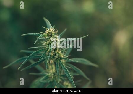 Parte superiore di una pianta di cannabis adulta femminile. Vista dall'alto Foto Stock