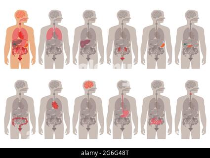 anatomia delle parti del corpo umano, icona degli organi medici vettoriali Illustrazione Vettoriale