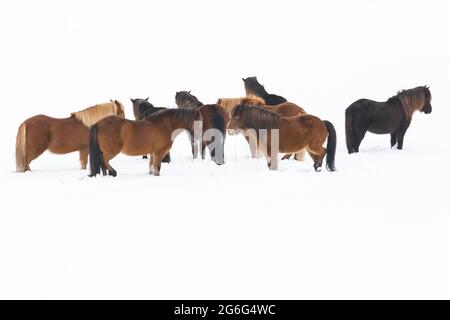 Cavallo islandese, cavallo islandese, pony islandese (Equus przewalskii F. caballus), mandria nella neve, Islanda Foto Stock