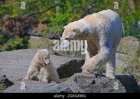 Orso polare (Ursus maritimus), orso polare female con cucciolo Foto Stock