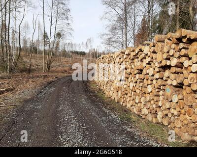 Abete rosso norvegese (Picea abies), tronchi di abete rosso impilati su una strada forestale, Germania Foto Stock