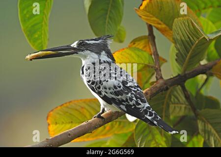 Martin pescatore minore (Ceryle rudis), sulla sua prospettiva con un pesce catturato nel disegno di legge, Uganda Foto Stock