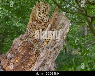 deadwood con formiche di legno, Germania, Meclemburgo-Pomerania occidentale, Seedorf, Klein Zecher Foto Stock