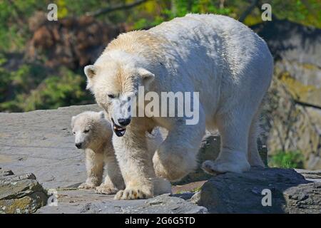 Orso polare (Ursus maritimus), orso polare female con cucciolo Foto Stock