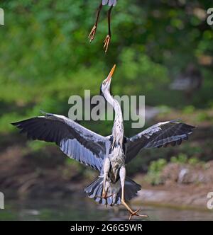 Airone grigio (Ardea cinerea), in una lotta territoriale, Germania, Brandeburgo Foto Stock