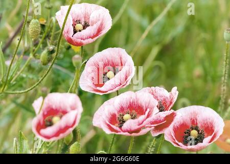 Papavero comune, papavero di mais, papavero rosso (Papaver rhoeas), fiori di papavero rosso e bianco, Germania Foto Stock