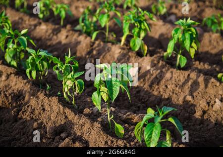 File di giovani piantati di peperoni dolci in un campo agricolo. Coltivando verdure all'aperto su terreno aperto. Agroindustria. Cura di pianta e cultiva Foto Stock