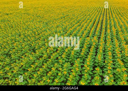 Vista aerea sul campo di girasole coltivato in fiore in campagna. Foto Stock