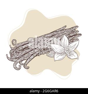 Vaniglia Fiore e bastoncini legato mazzo inciso Illustrazione. Disegno a mano in fiore alla vaniglia e pod vintage per logo, ricetta, menu, emblema, tatuaggio, stampa, spa, profumo, prodotti per la cura della bellezza Illustrazione Vettoriale