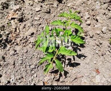 Bulbi di pomodoro in serra in primavera. Le piantine di pomodoro coltivate per il giardino. Foto Stock