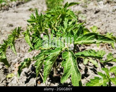 Bulbi di pomodoro in serra in primavera. Le piantine di pomodoro coltivate per il giardino. Foto Stock