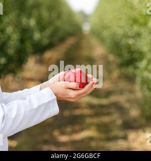 Coltivatore tenere fresco mela rossa raccolto da lei in frutteto giardino, l'agricoltura Foto Stock