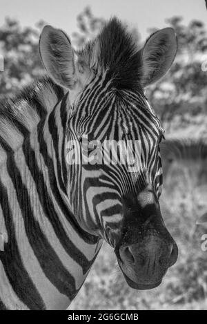 Primo piano sulla bellissima testa zebra, fiume boteti, botswana Foto Stock