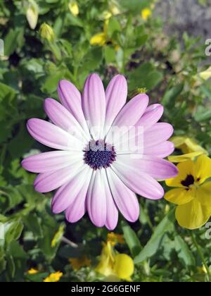 Fiore a margherita viola e bianco, vista ravvicinata Foto Stock