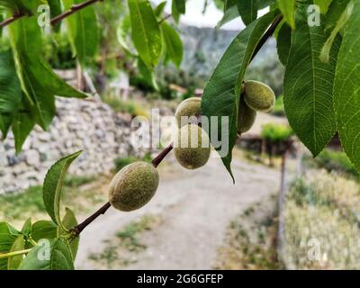 Ramificazione con pesche verdi non mature su un backgroung offuscato. Foto Stock