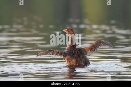 Pulcino comune di Loon (immer di Gavia) che breaching l'acqua per allungare ed asciugare le sue piume nella mattina in Ontario, Canada Foto Stock