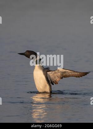 Comune Loon (Gavia immer) che breaching l'acqua per allungare e asciugare le sue piume al mattino in Ontario, Canada Foto Stock