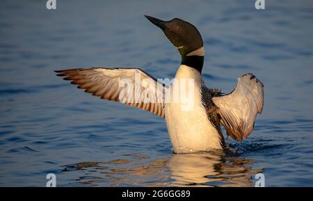 Comune Loon (Gavia immer) che breaching l'acqua per allungare e asciugare le sue piume al mattino in Ontario, Canada Foto Stock