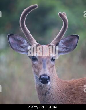 Camice di buck di cervo dalla coda bianca nella luce del primo mattino con antlers di velluto in estate in Canada Foto Stock