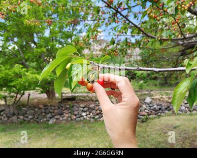 Raccolta delle ciliegie. Donna che raccoglie le ciliegie. Ciliegio e ciliegie. Foto Stock