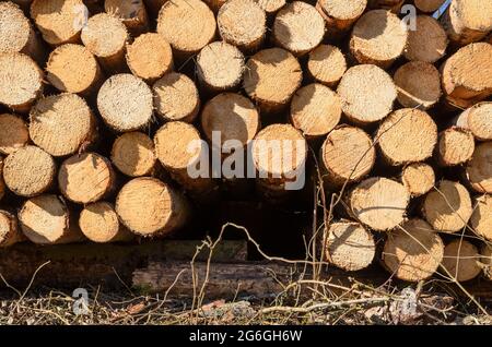 Pila di alberi o tronchi abbattuto con sezione trasversale visibile Foto Stock